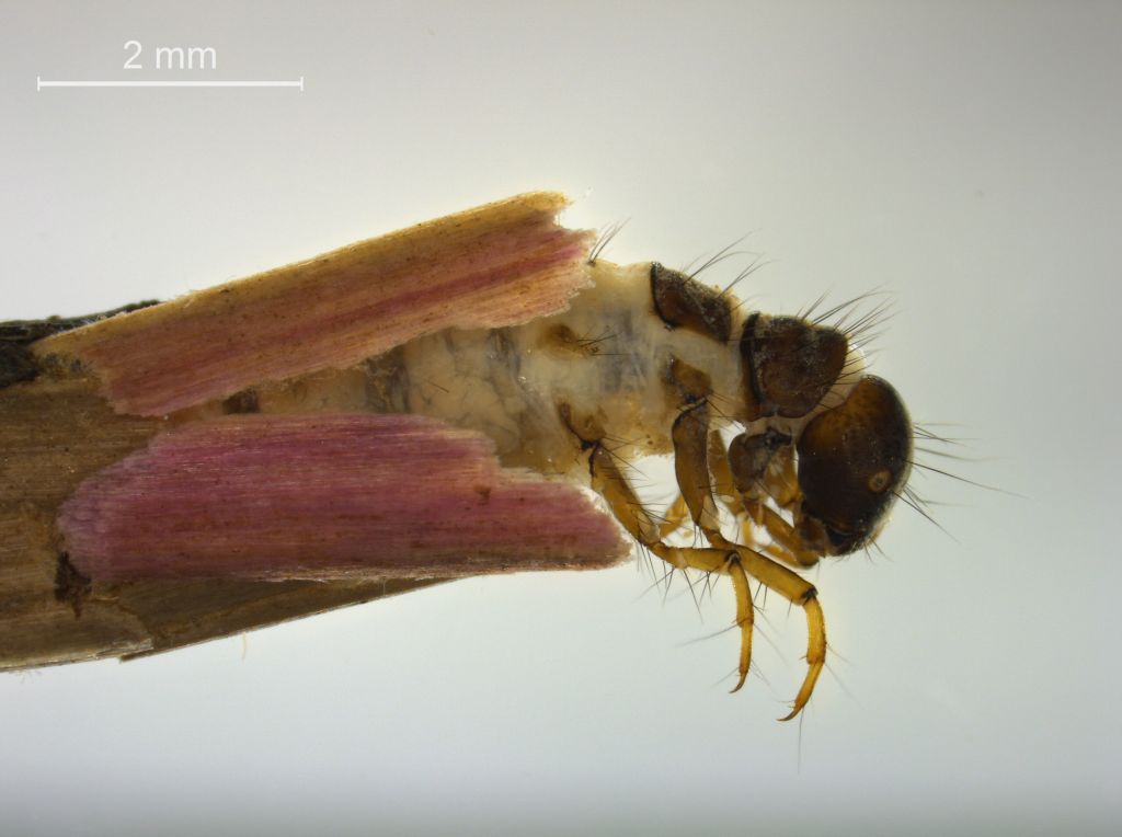 Limnephilus auricula